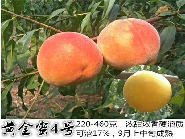 黃金蜜4號桃樹苗